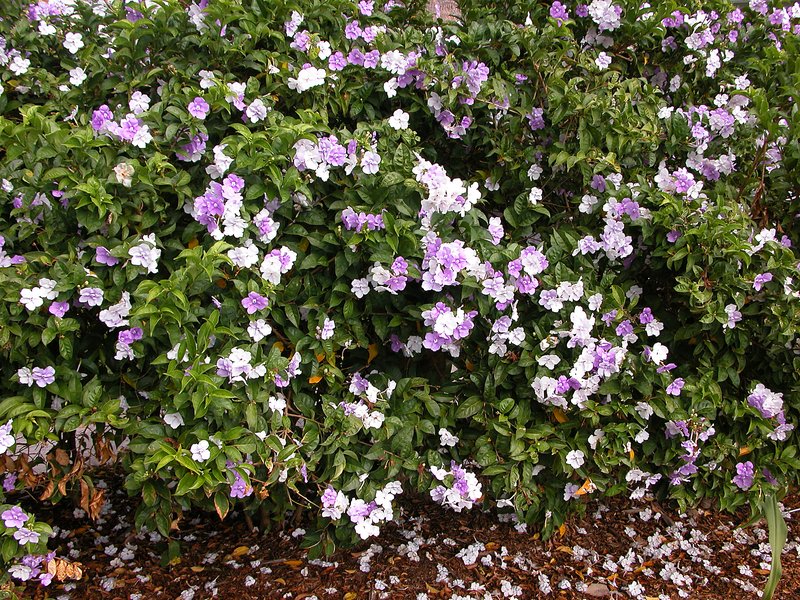 Brunfelsia pauciflora