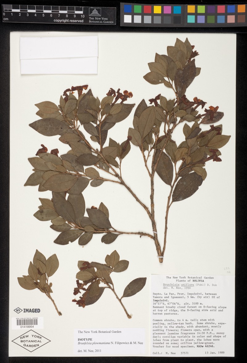Brunfelsia plowmaniana