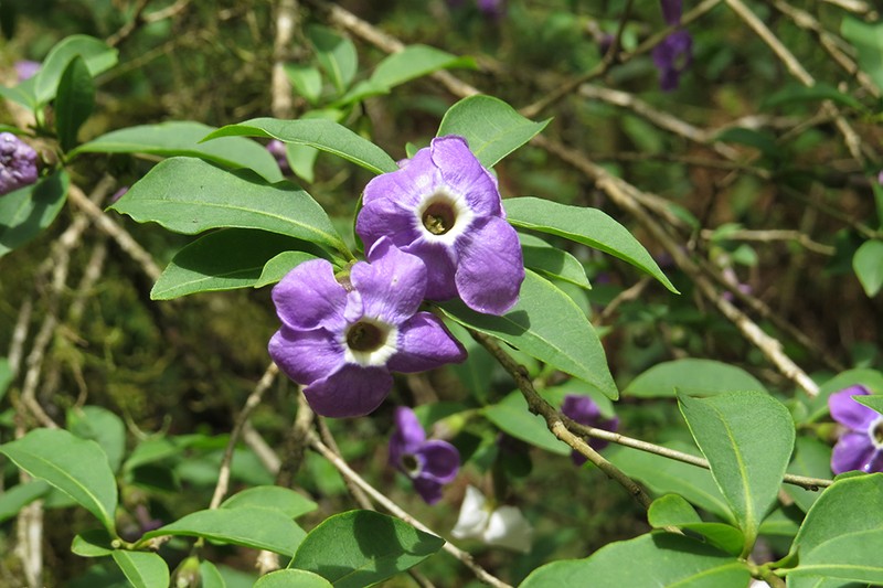 Brunfelsia plowmaniana photo 2
