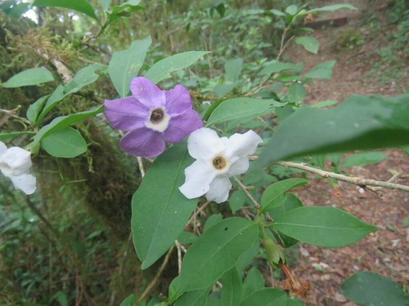 Brunfelsia plowmaniana photo 4