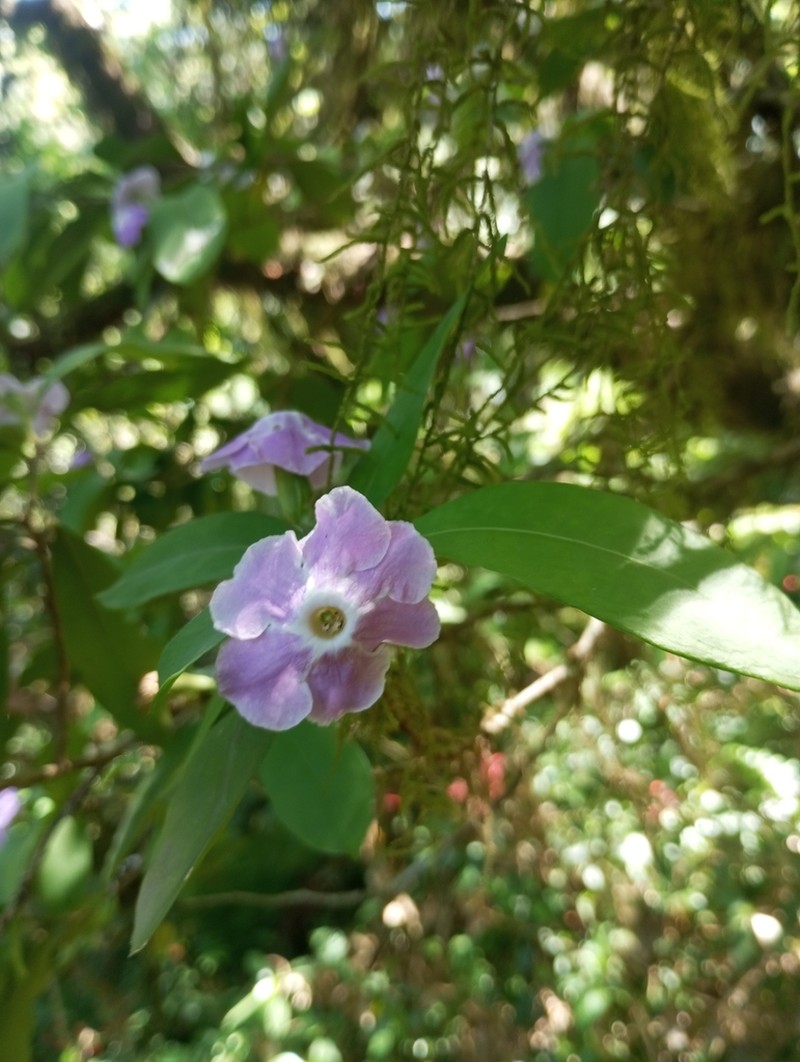Brunfelsia plowmaniana photo 5