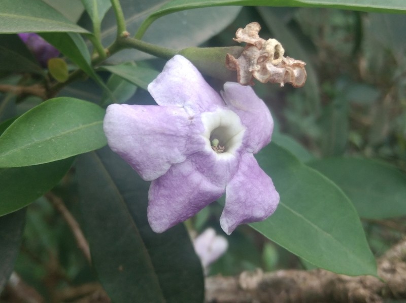 Brunfelsia plowmaniana photo 6