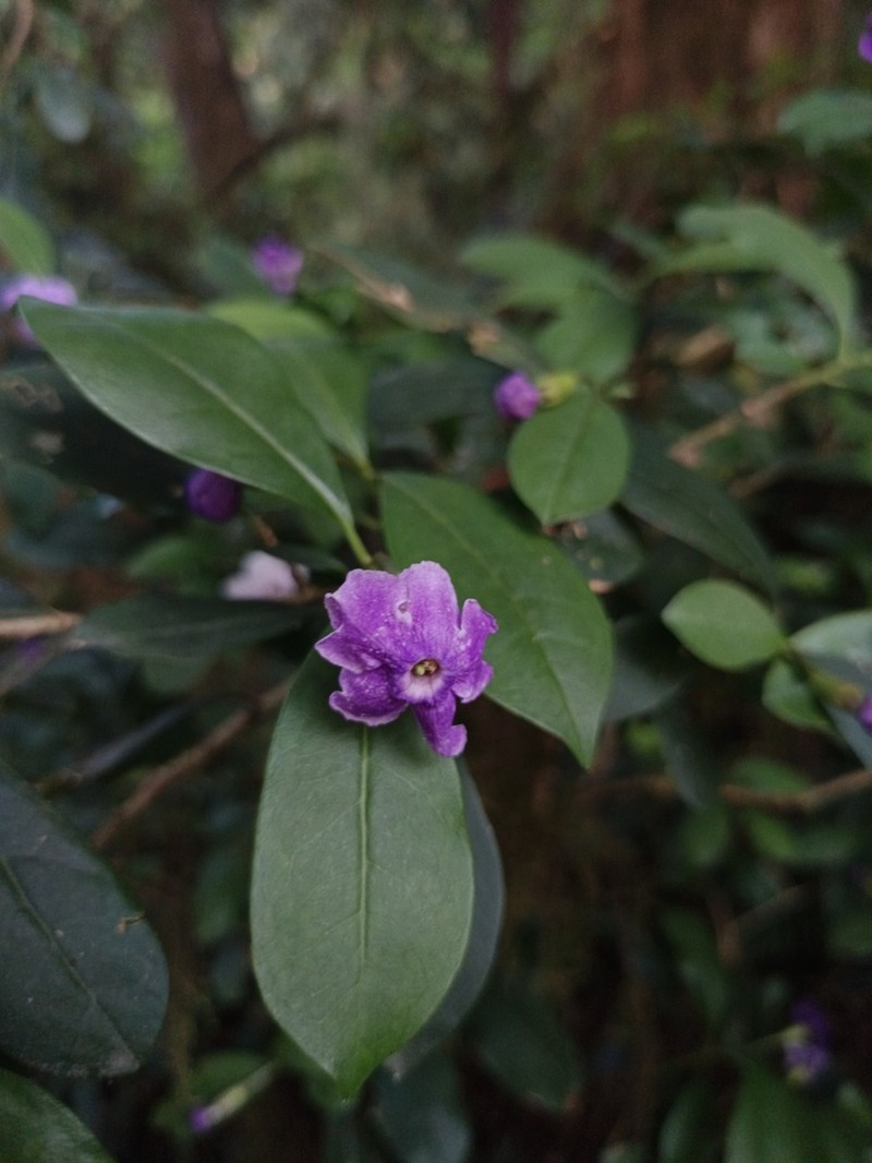 Brunfelsia plowmaniana photo 7