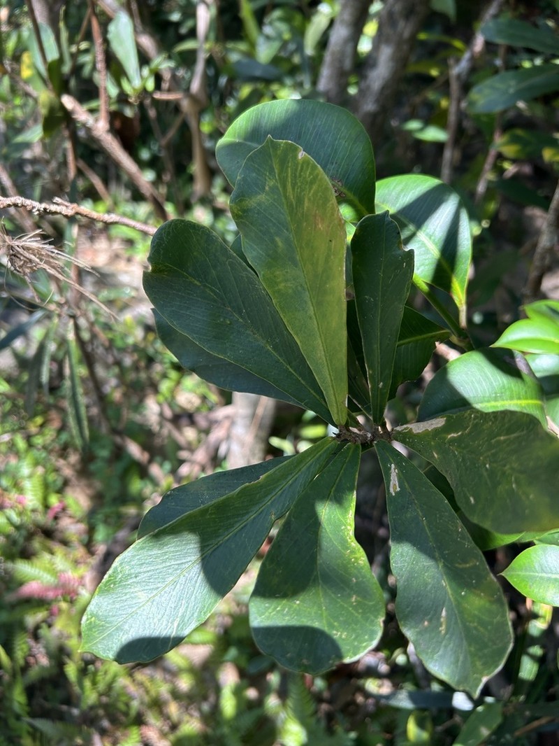 Puerto Rico Raintree photo 4