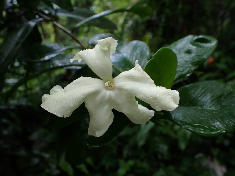Puerto Rico Raintree photo 5