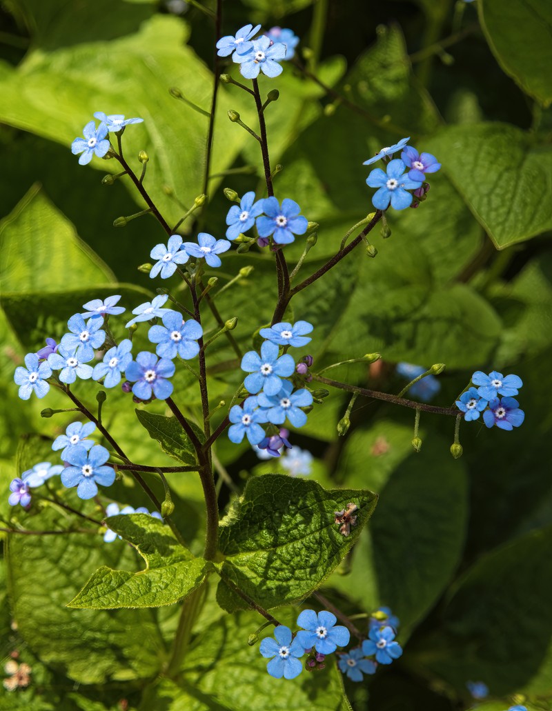 Largeleaf Brunnera