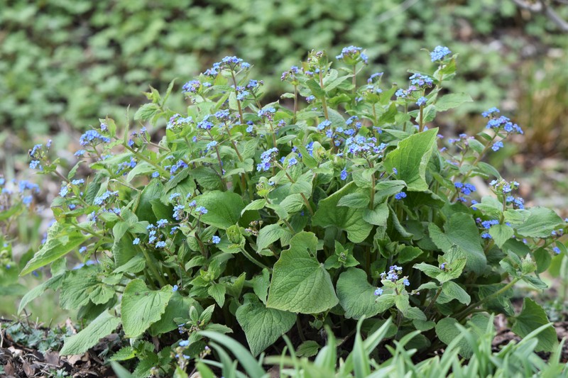 Largeleaf Brunnera photo 2