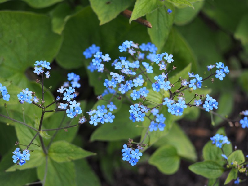 Largeleaf Brunnera photo 3