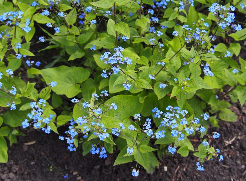 Largeleaf Brunnera photo 4