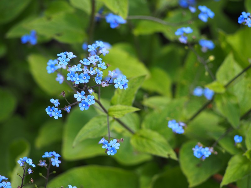 Largeleaf Brunnera photo 5
