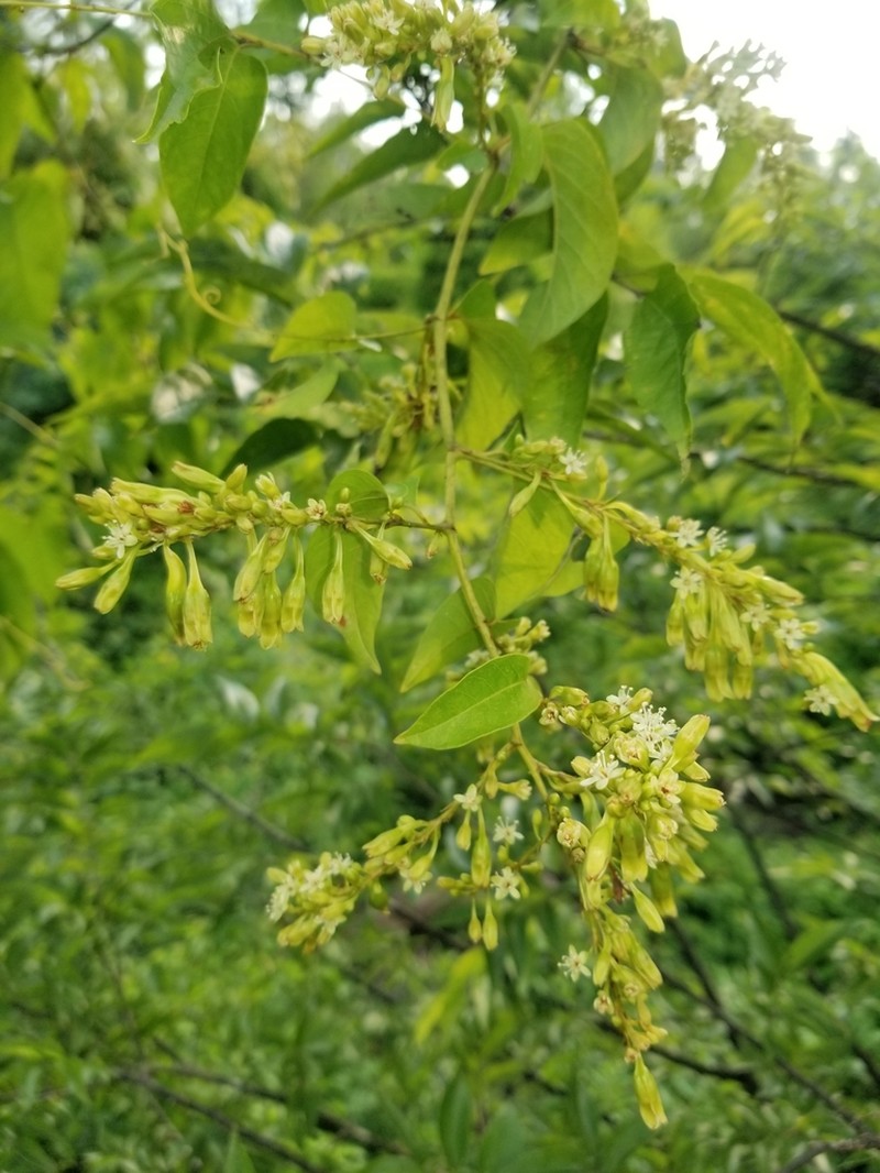 American Buckwheat Vine photo 2
