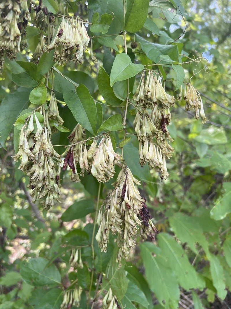 American Buckwheat Vine photo 3