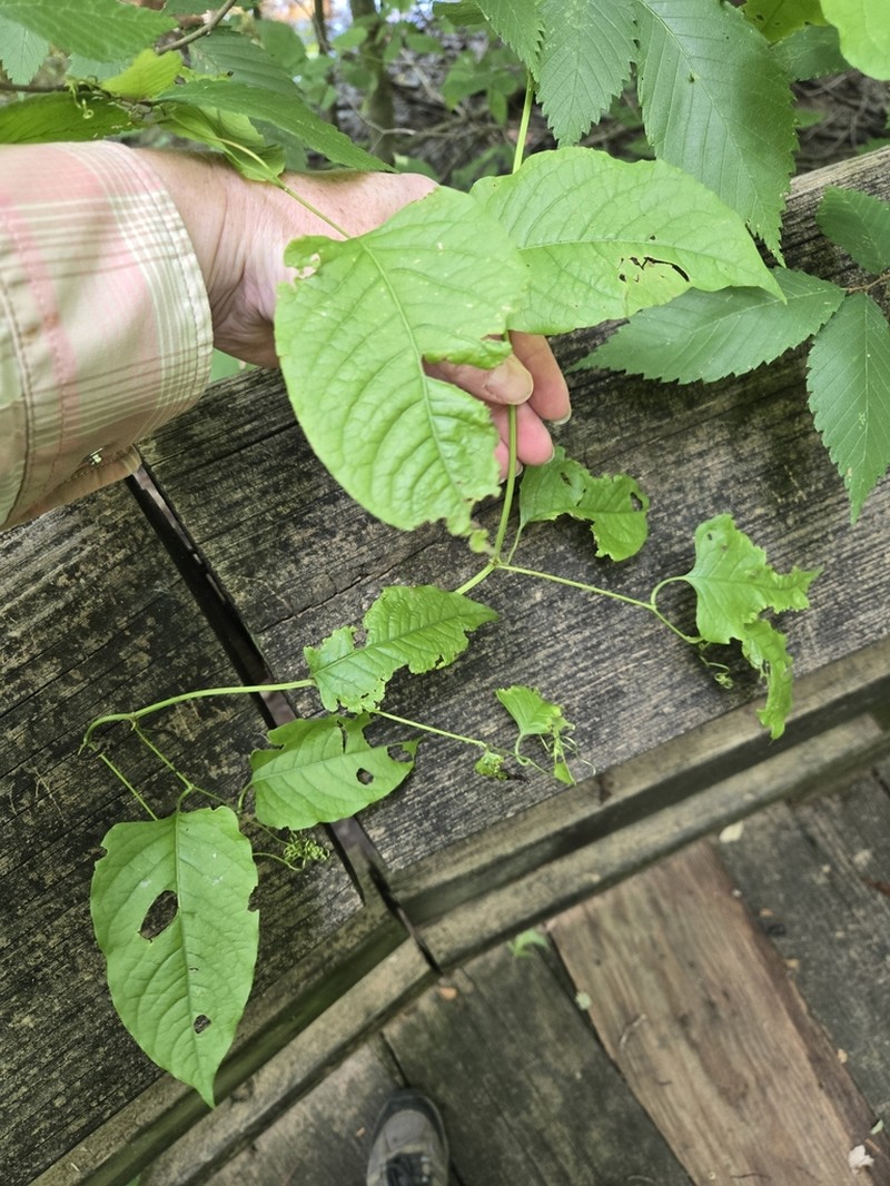 American Buckwheat Vine photo 4