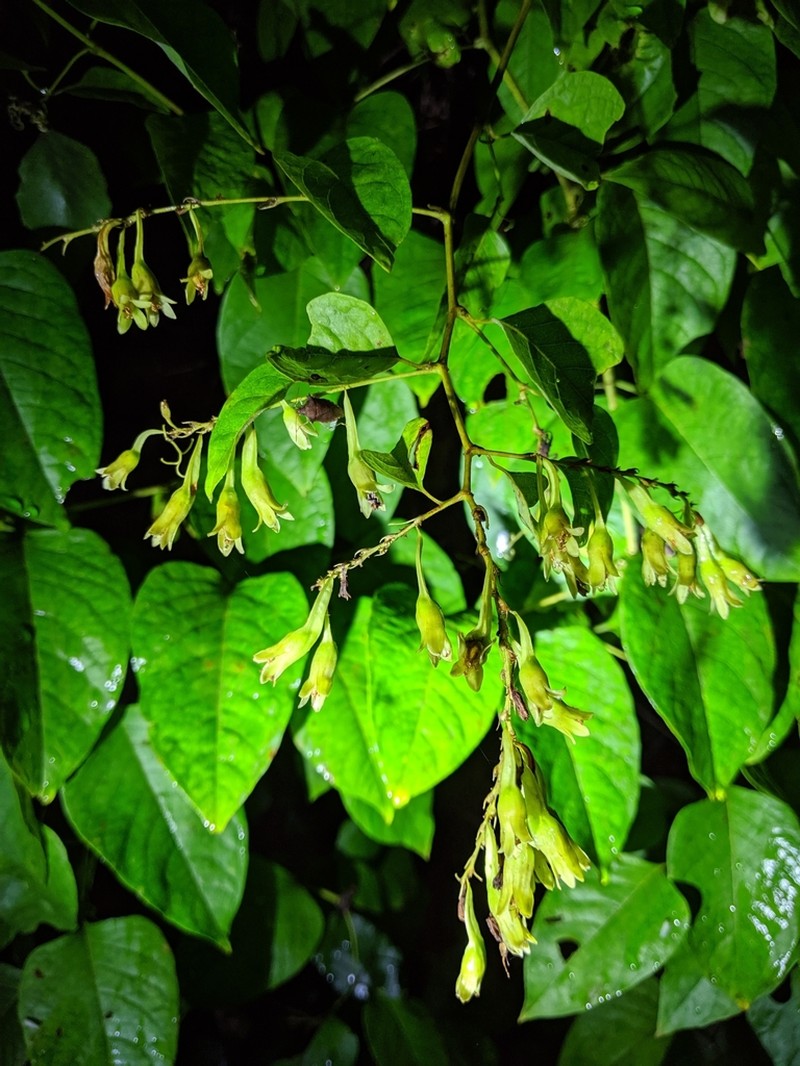 American Buckwheat Vine photo 5