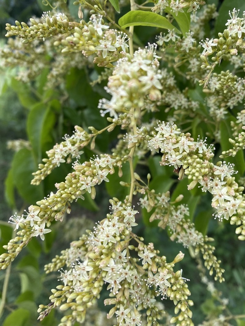 American Buckwheat Vine photo 6