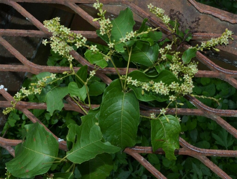 American Buckwheat Vine photo 7