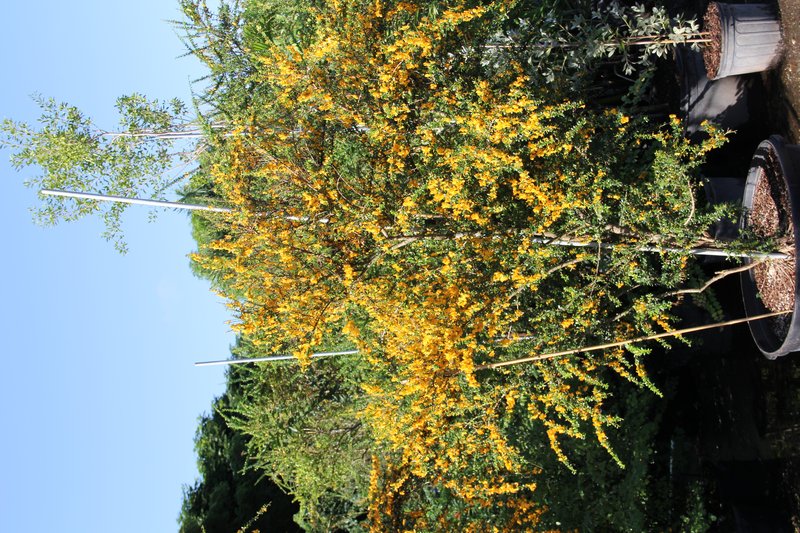 Ebony Coccuswood photo 3