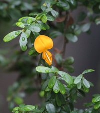 Ebony Coccuswood
