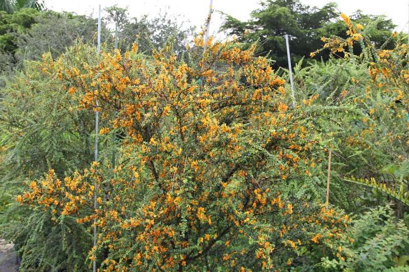 Ebony Coccuswood photo 6