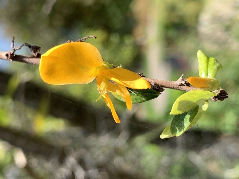 Ebony Coccuswood photo 7