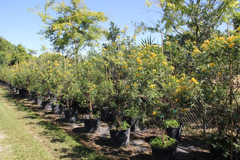 Ebony Coccuswood photo 8