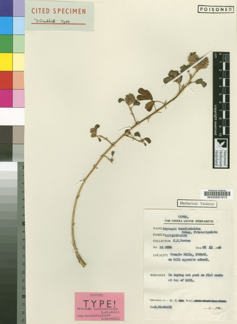 Bryaspis humularioides subsp. falcistipulata