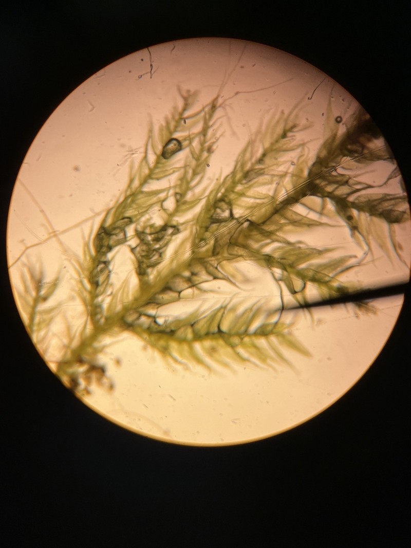Bryhnia Moss