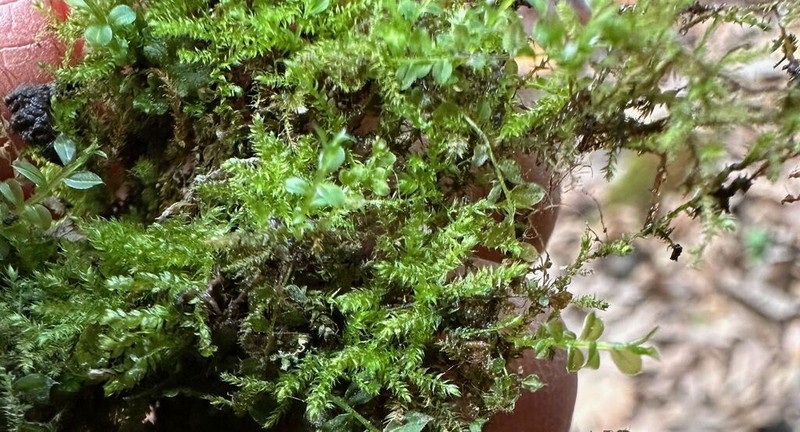 Bryhnia Moss photo 2
