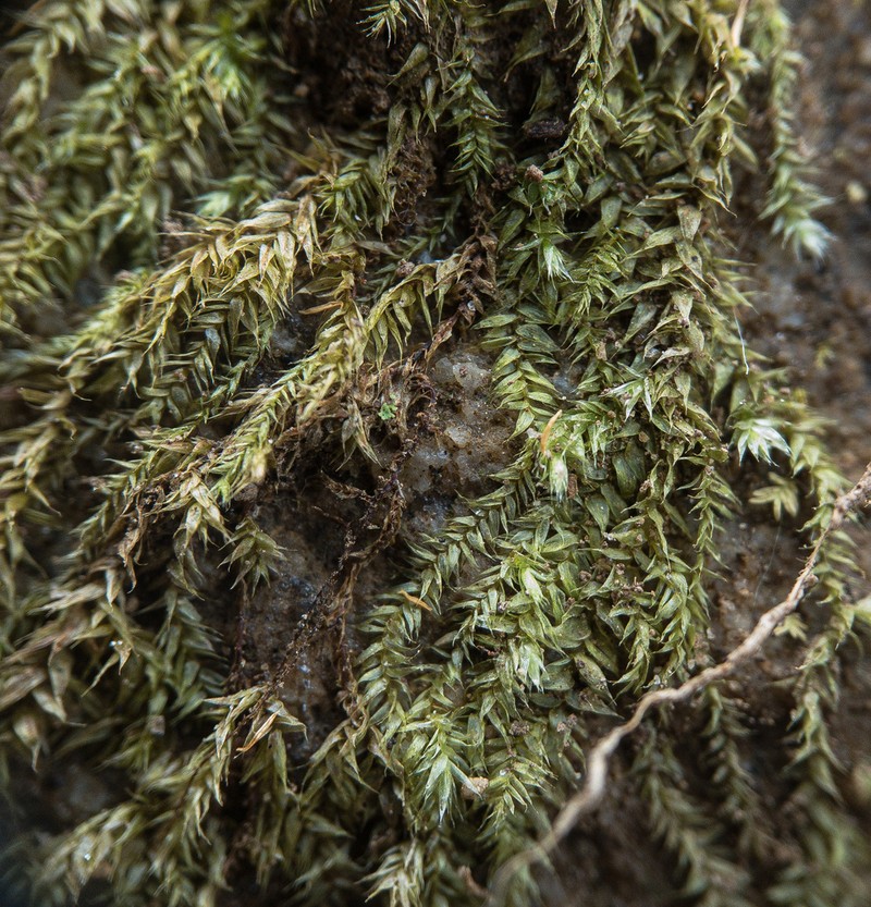 Bryhnia Moss photo 3