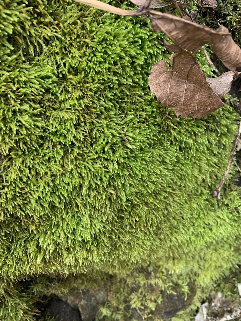 Bryhnia Moss photo 4