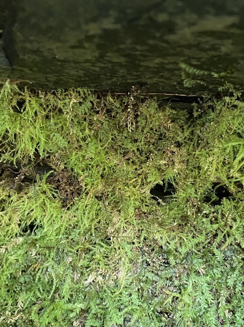 Bryhnia Moss photo 5