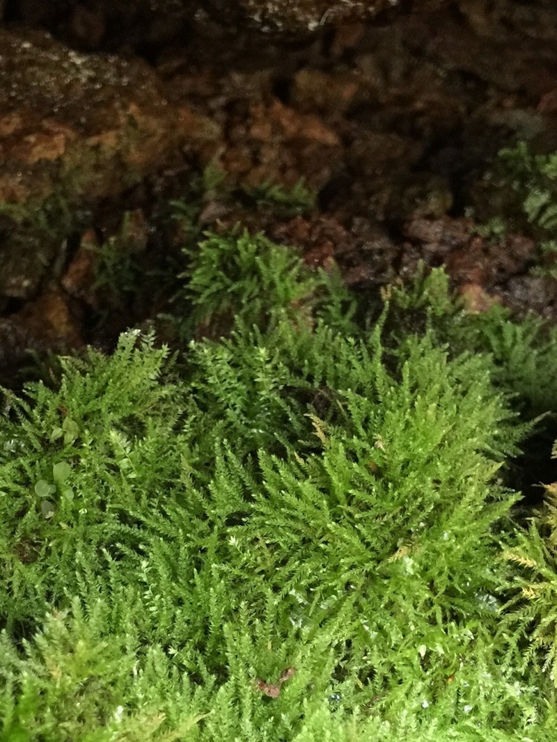 Bryhnia Moss photo 6