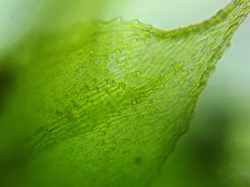 Bryhnia Moss photo 7