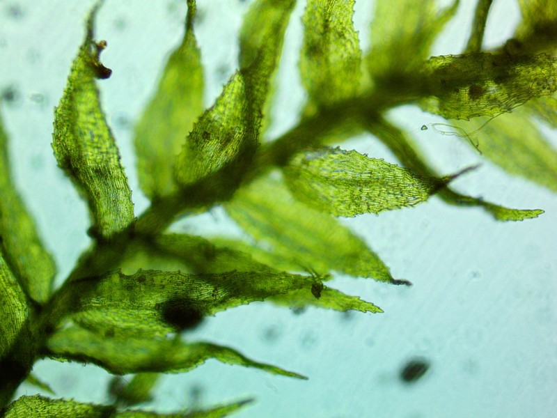 Bryhnia Moss photo 8