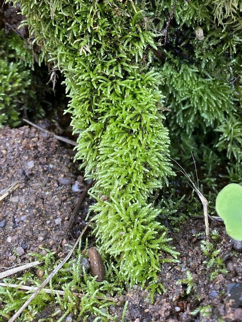 New England Bryhnia Moss