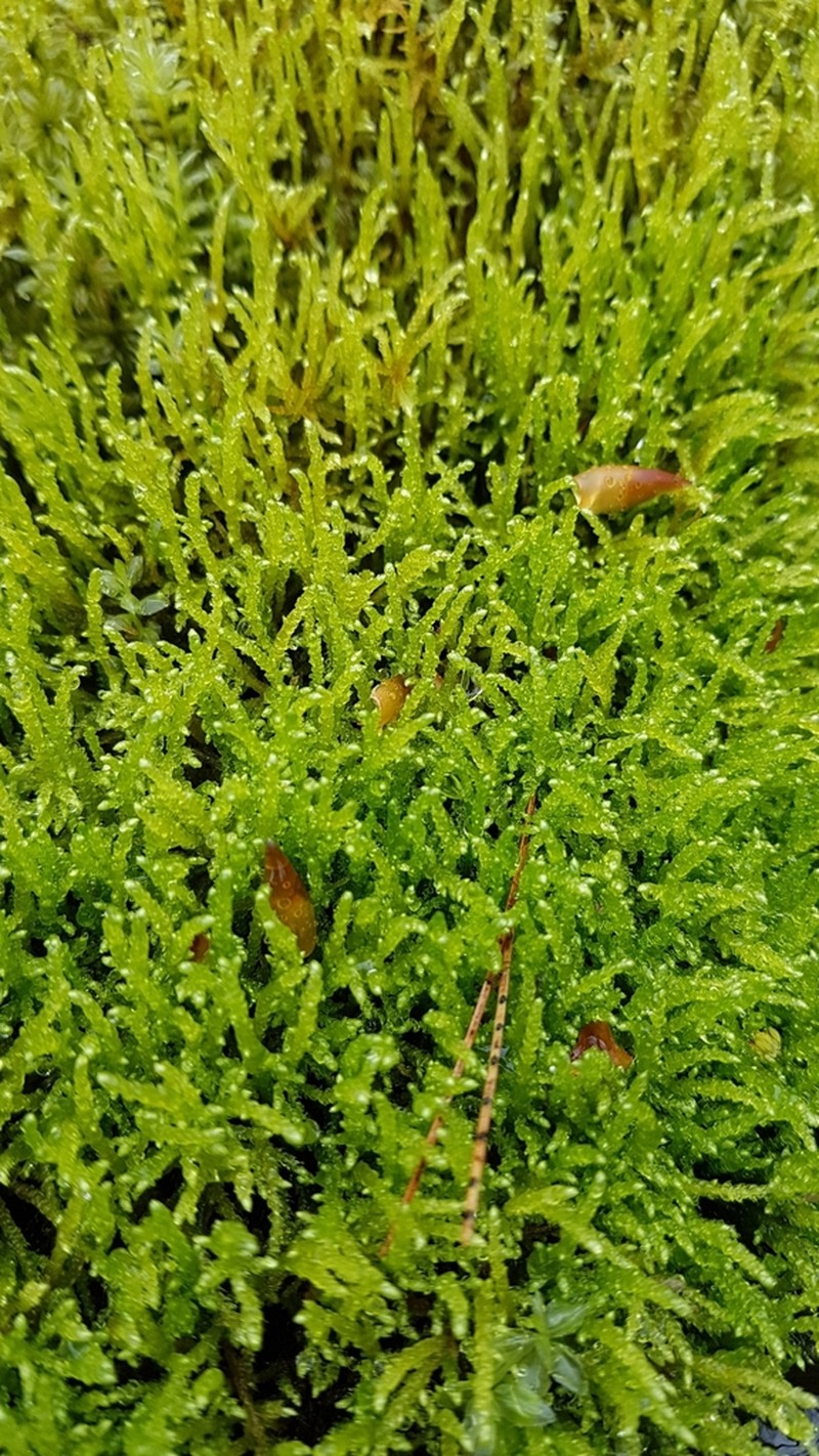 New England Bryhnia Moss photo 2