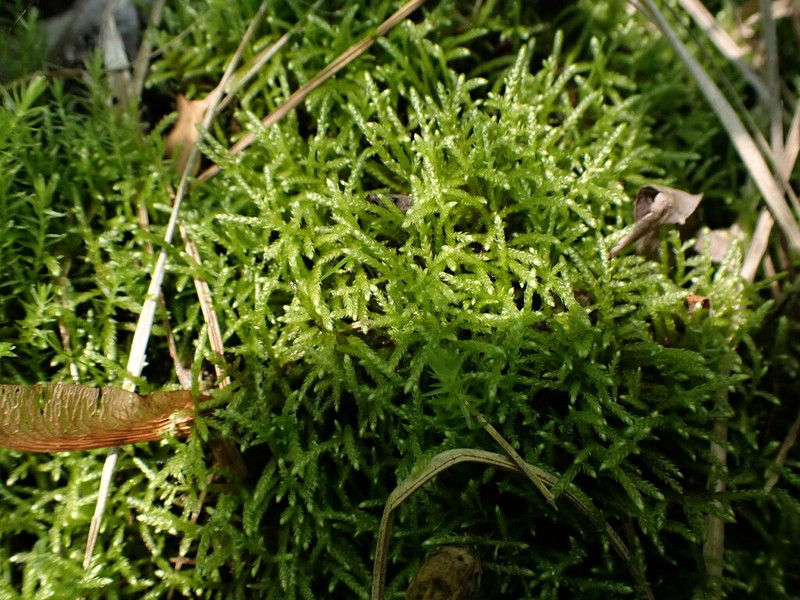 New England Bryhnia Moss photo 3