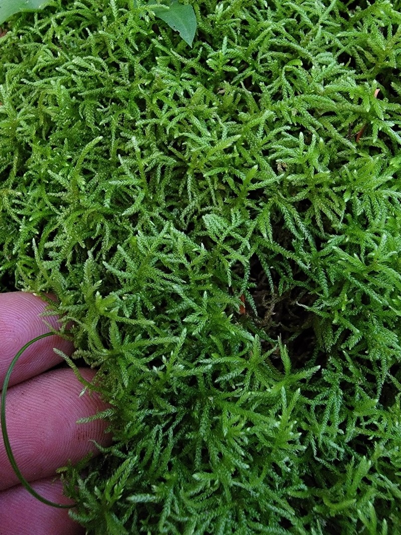 New England Bryhnia Moss photo 4