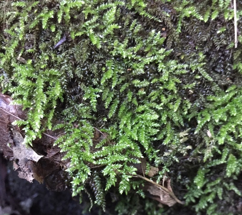 New England Bryhnia Moss photo 5