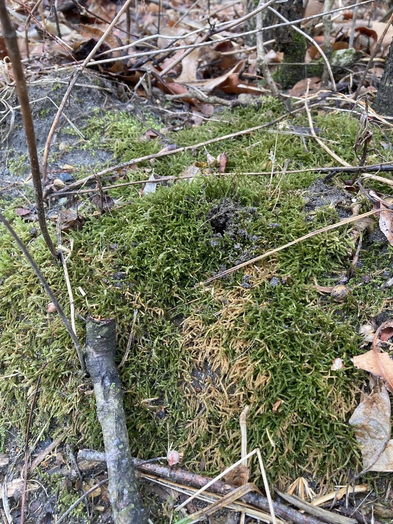New England Bryhnia Moss photo 6