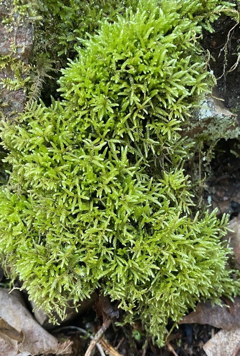 New England Bryhnia Moss photo 7