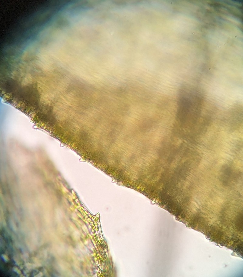 New England Bryhnia Moss photo 8