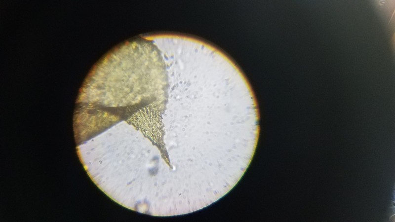 Bryoandersonia Moss