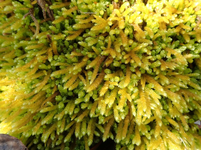 Bryoandersonia Moss photo 2