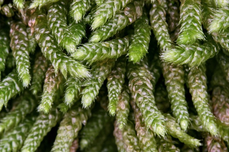 Bryoandersonia Moss photo 3