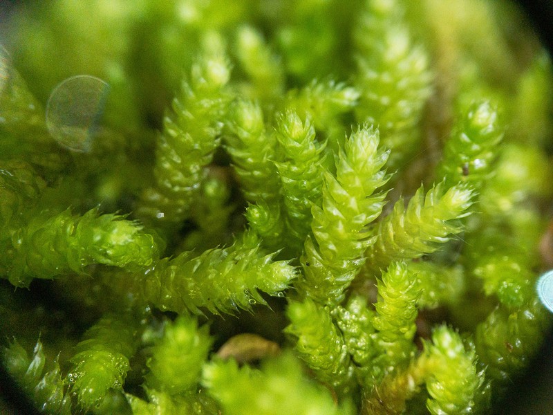 Bryoandersonia Moss photo 4