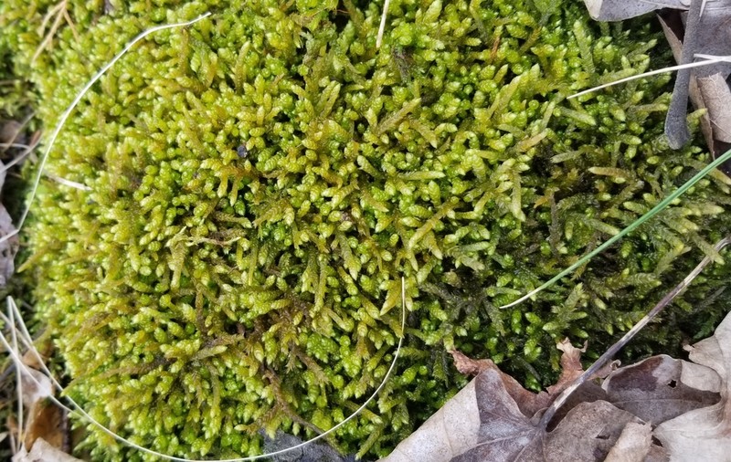 Bryoandersonia Moss photo 5