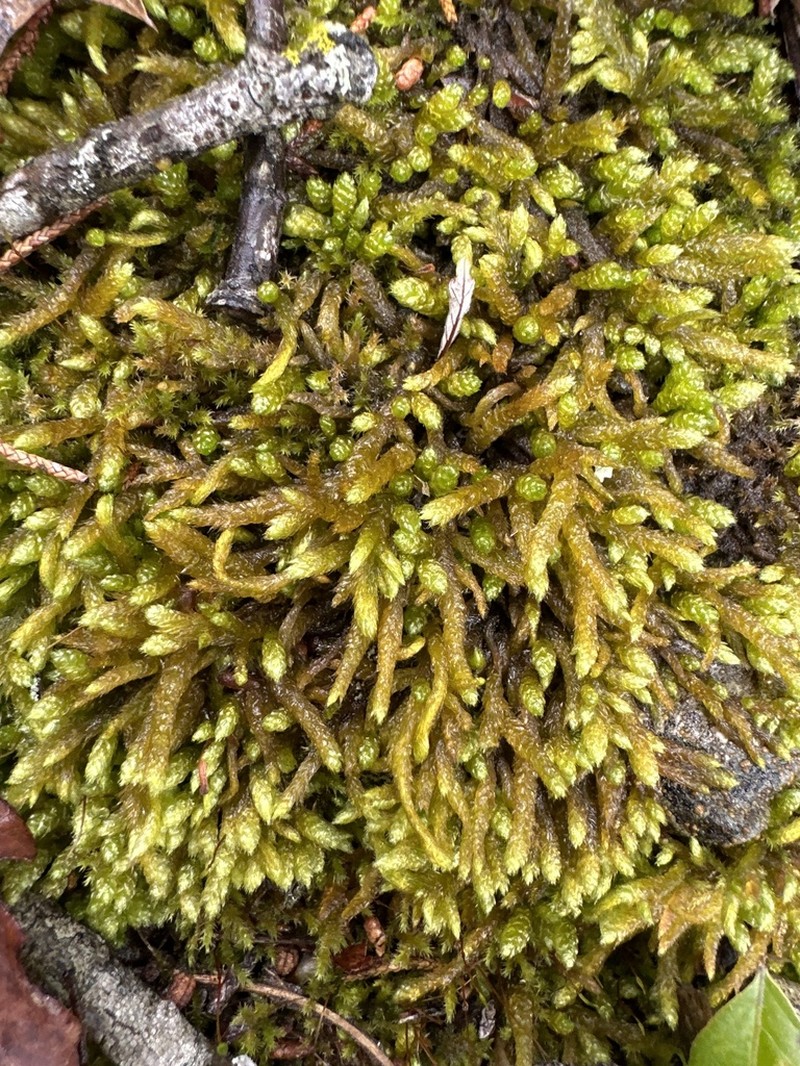 Bryoandersonia Moss photo 6
