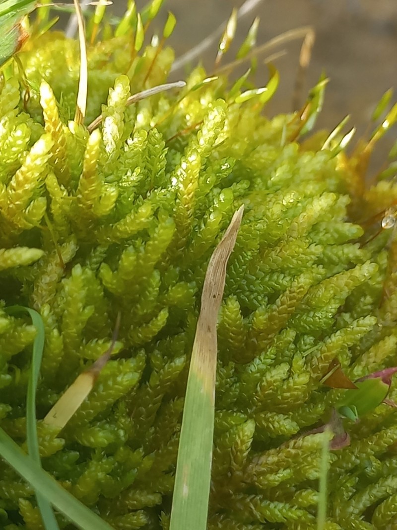 Bryoandersonia Moss photo 7