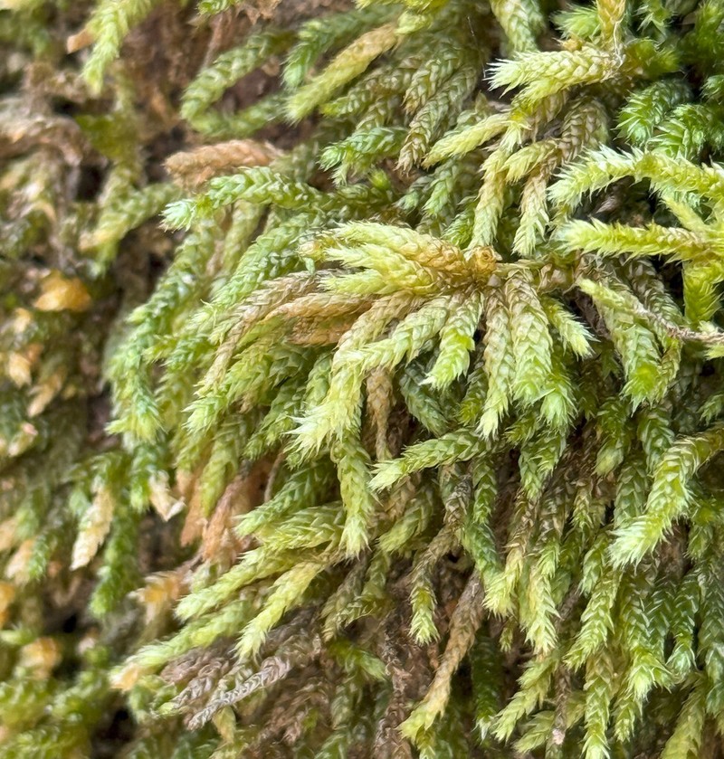 Bryoandersonia Moss photo 8